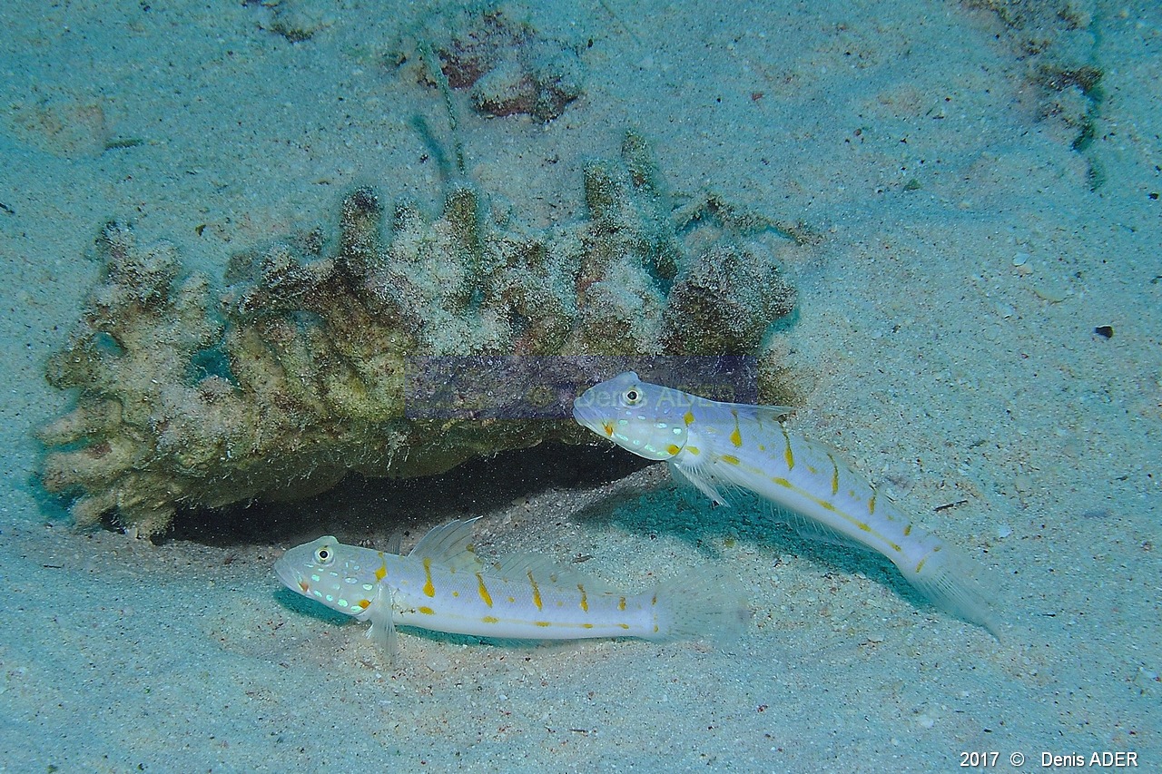 Valencienna puellaris gobie tachete orange-Safaga Tobia kebir-10m-20171120-Denis-ADER-DSC_3110_tn.jpg